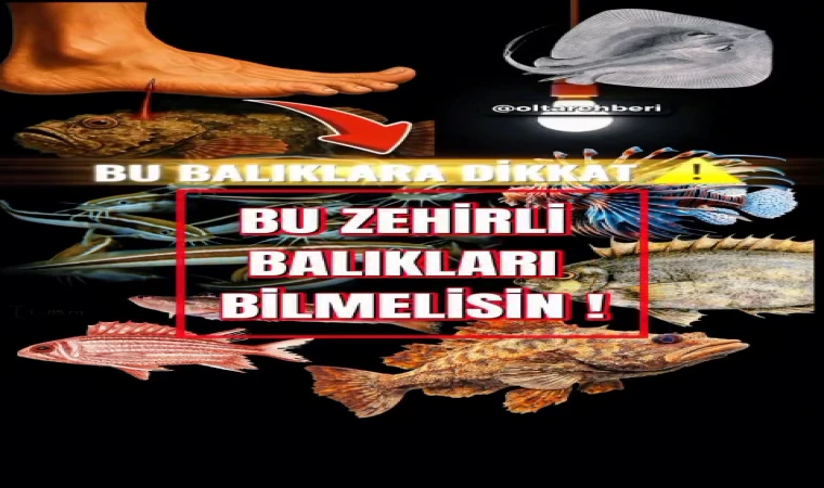 Denizlerde Gizli Tehlike: Zehirli Balıklara Dikkat!