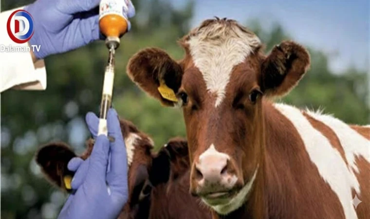 Menteşe’de Şap Alarmı: