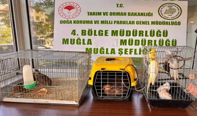 Ula İlçesinde CİMER şikayetine