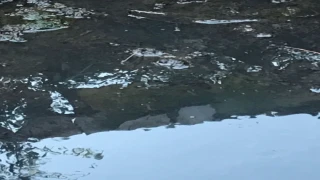 Çubucak Orman Kampına Kimler Peşkeş Çekiyor