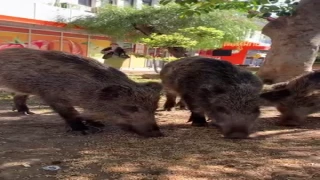 Marmaris te Tehlike Olmaya başlayan Domuz Sürüleri