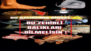 Denizlerde Gizli Tehlike: Zehirli Balıklara Dikkat!
