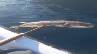 MUĞLA KIYILARINDA TEHLİKELİ YAYILMA