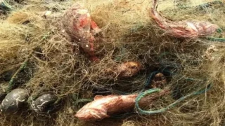 Muğla’da Hayalet Ağlara Karşı Temizlik Çalışması