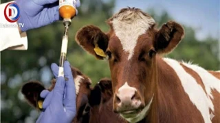 Menteşe’de Şap Alarmı: