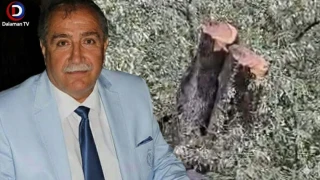 Milas'ta Zeytin Kavgası İstifayla Bitti