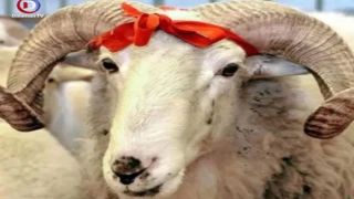 Diyanet İşleri Başkanlığı Vekalet Ücretlerini Duyurdu