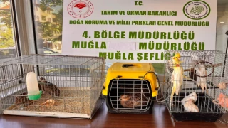 Ula İlçesinde CİMER şikayetine